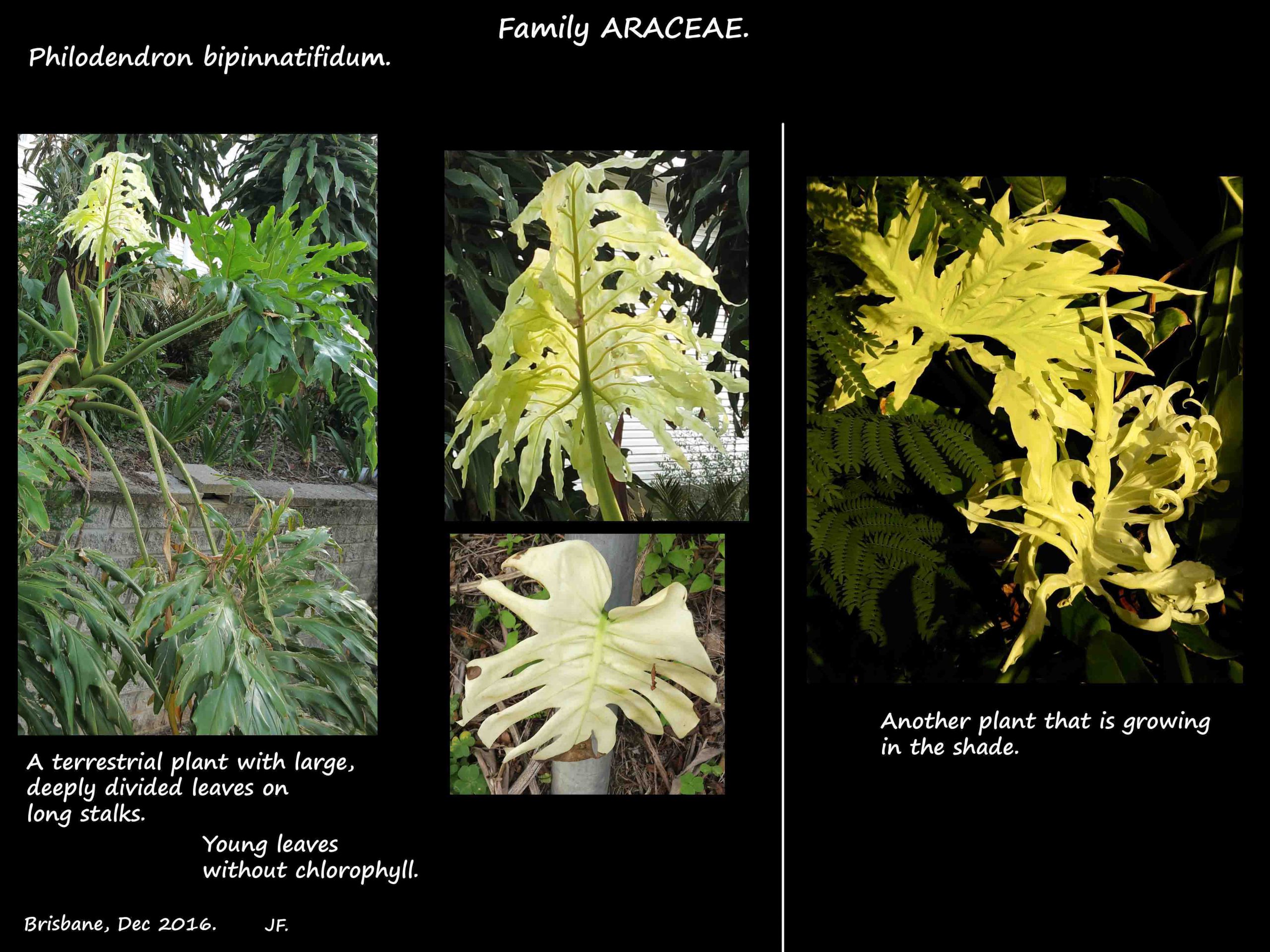 3 Philodendron bipinnatifidum